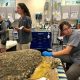 Behind the Scenes at a Sea Turtle Hospital