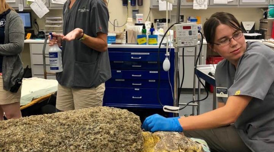 Behind the Scenes at a Sea Turtle Hospital