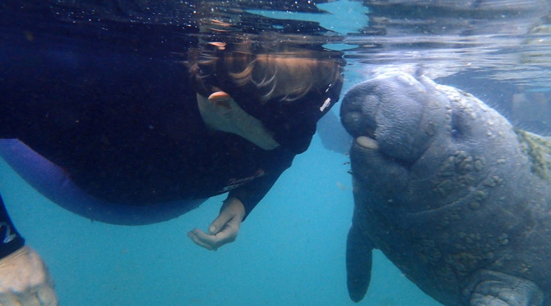 One place in the World to Legally Swim with Manatees – Amazing Encounters in Crystal River Florida