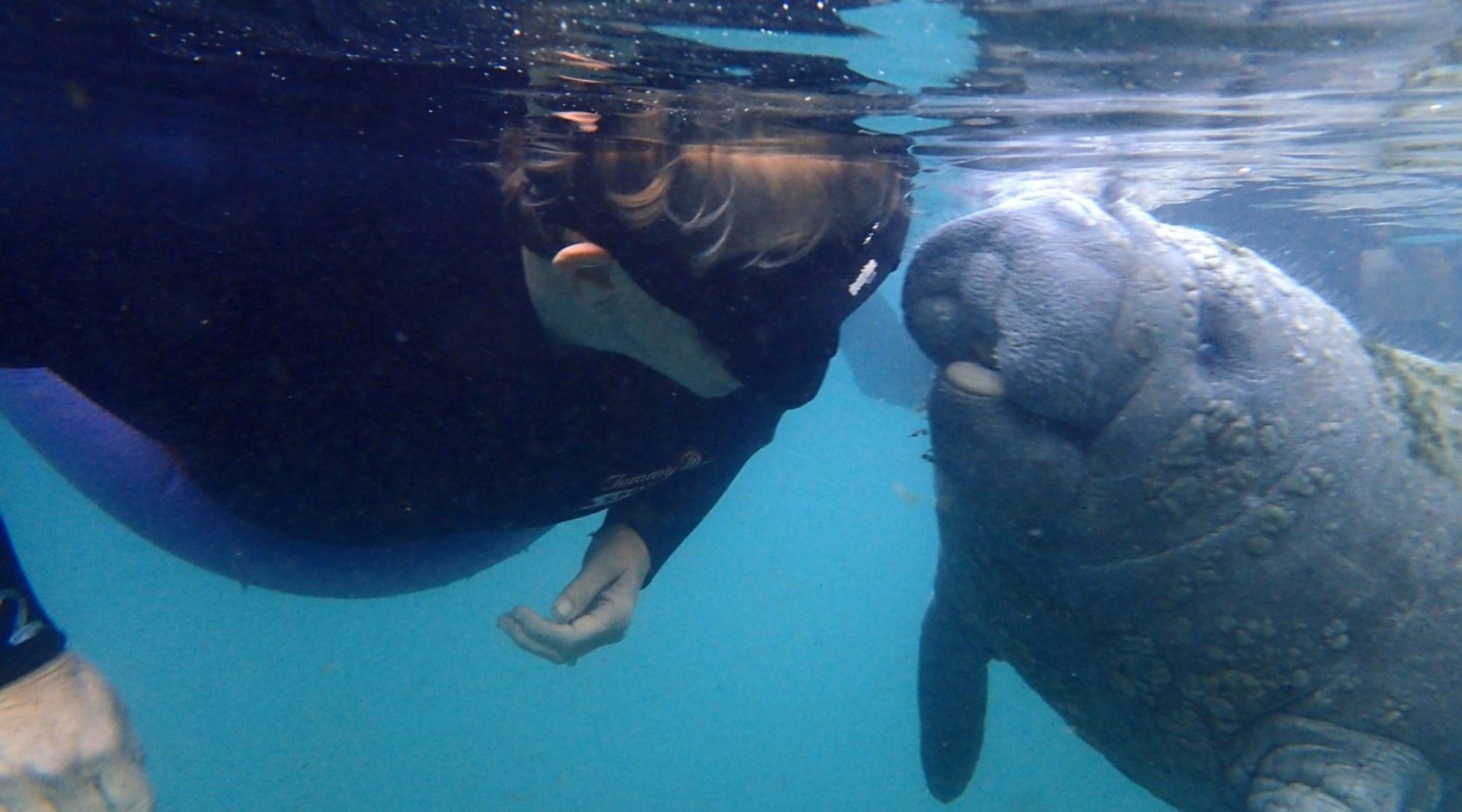 One Place in the World to Legally Swim with Manatees – Amazing Encounters in Crystal River, Florida