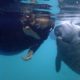 One Place in the World to Legally Swim with Manatees – Amazing Encounters in Crystal River, Florida