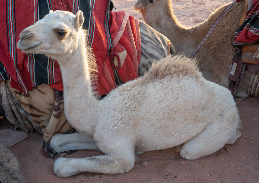 Camel calf accompanies his Mother with the caravan, Wadi Rum Jordan, image by Marie Goff