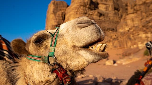 Camel expressing his personality, Wadi Rum, Jordan, image by Marie Goff