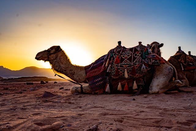 Camel in the Wadi Rum, Jordan, image by Marie Goff