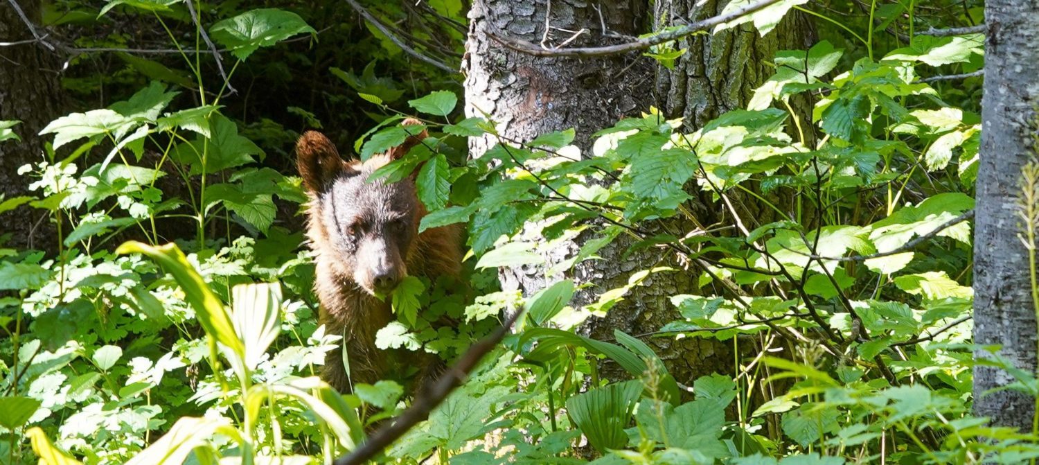 Bear Cub