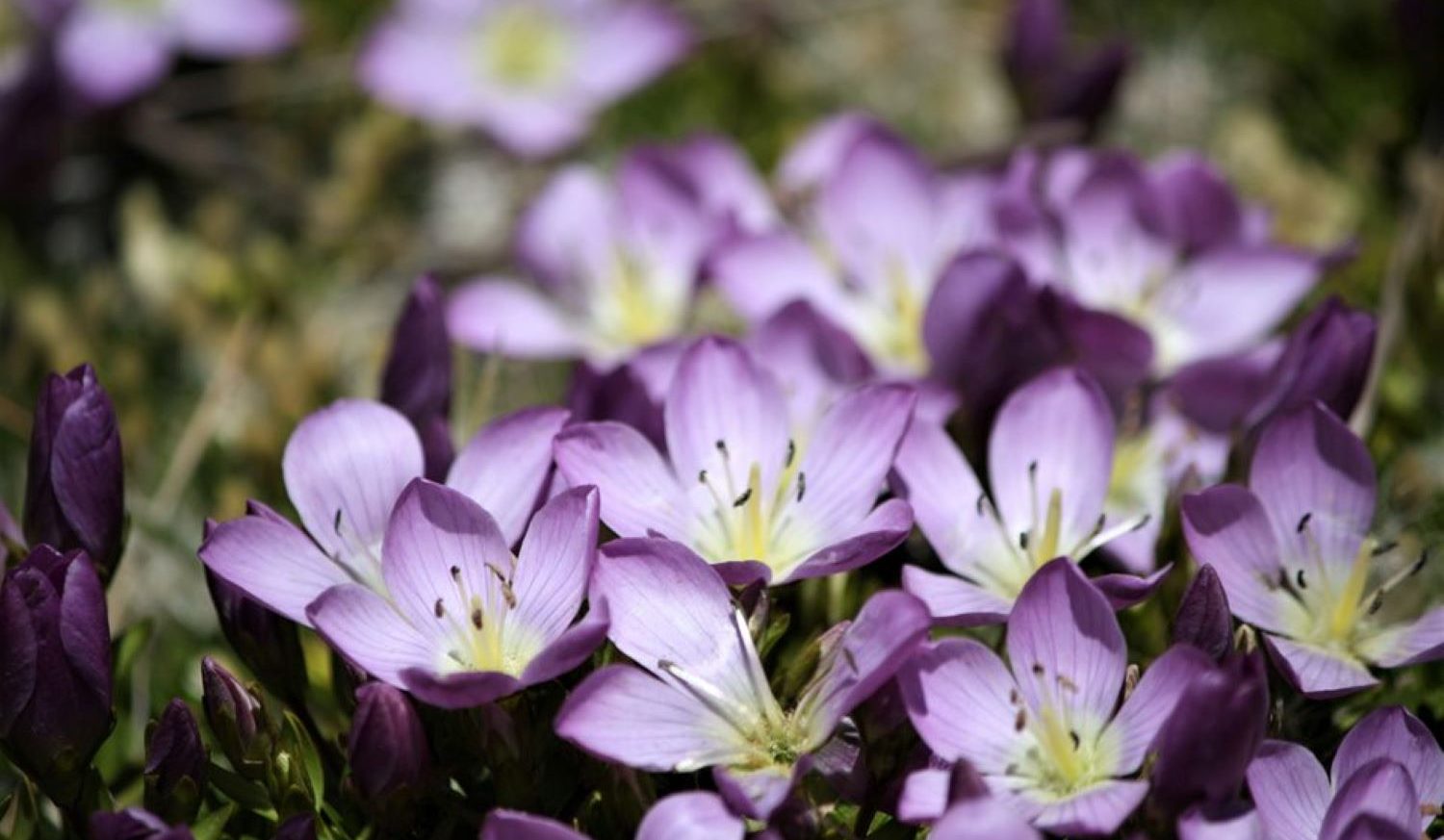 Gentian, wildflowers at Cotopaxi National Park.