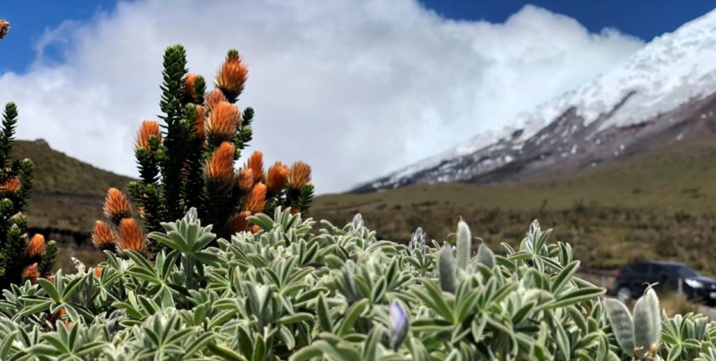 Chuquiraga jussieu, a shrub that grows as tall as three and a half feet with pale yellow and orange tips at Cotopaxi National Park