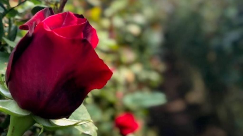 Rose Success Farm Exporter Cotopaxi Equador