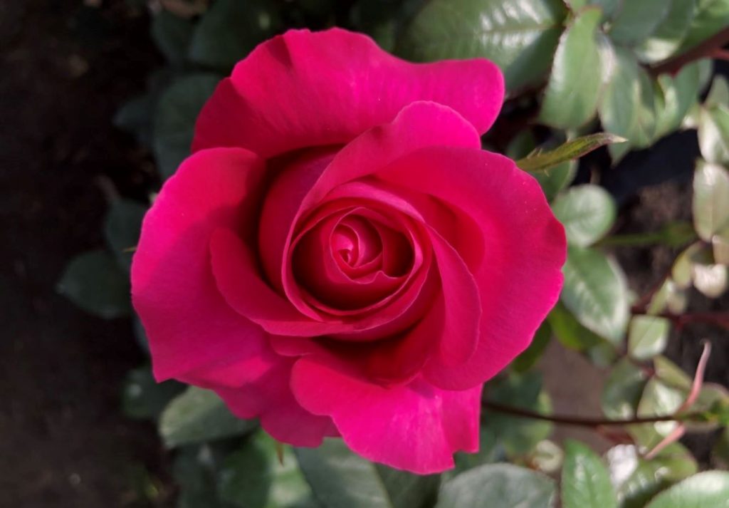 Rose Success Farm Exporter Cotopaxi Equador