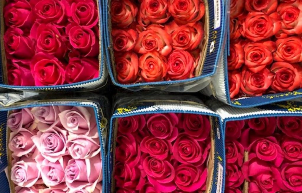 Rose Success Farm Exporter Cotopaxi Equador