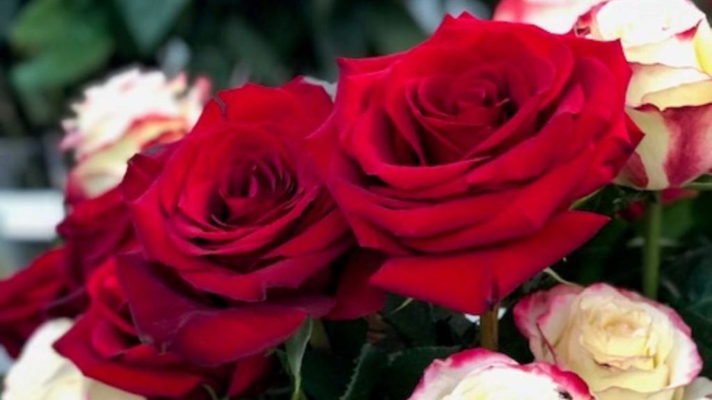 Rose Success Farm Exporter Cotopaxi Equador