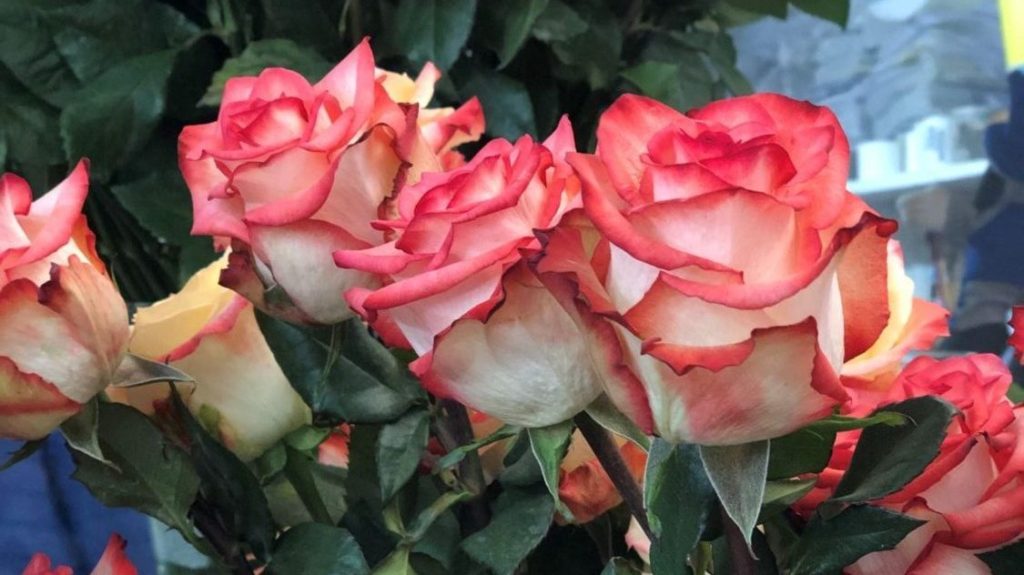 Rose Success Farm Exporter Cotopaxi Equador
