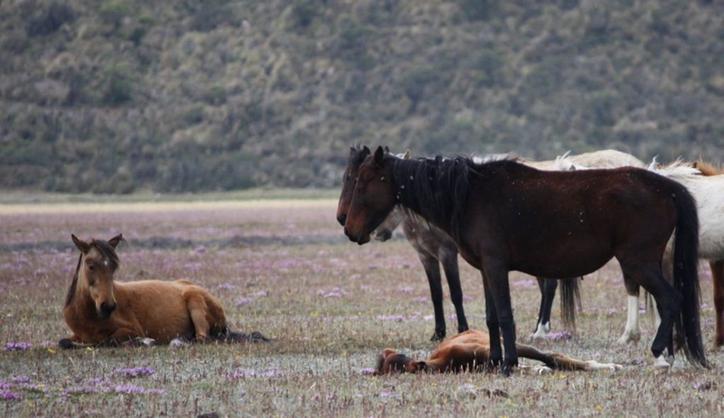 Wild horses graze at Cotopaxi National Park