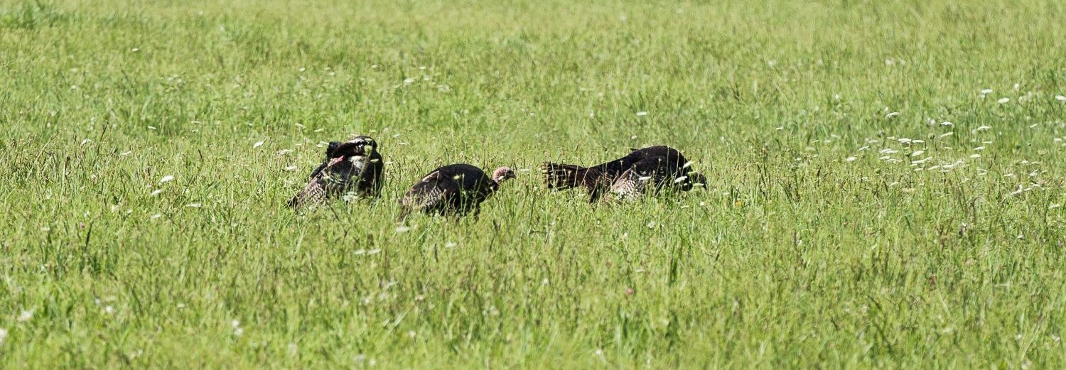 wild turkeys in the meadow at Oconaluftee Visitors Center Turkey in the meadows at Oconaluftee Visitor's Center Great Smoky Mountains National Park