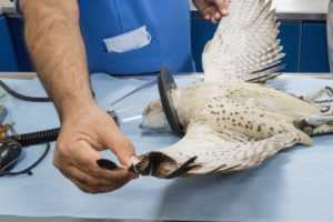 A One-of-a-Kind Hospital for Prized Pets