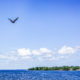 Lake Moultrie Passage with Tom Mullikin and South Carolina 7 2020