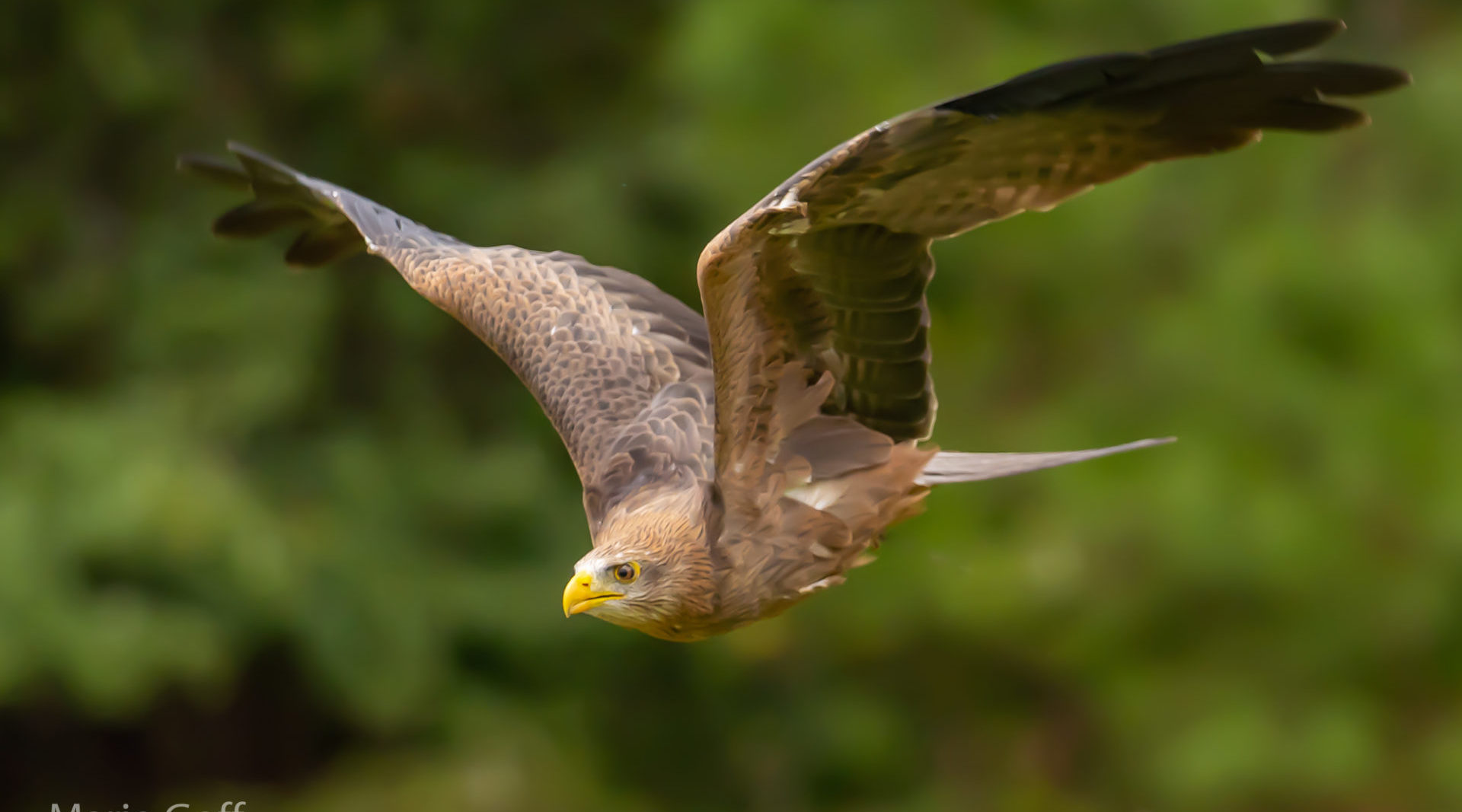 Tack Sharp Photos of Birds-in-Flight, the easy way