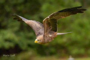 Tack Sharp Photos of Birds-in-Flight, the easy way