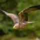 Tack Sharp Photos of Birds-in-Flight, the easy way