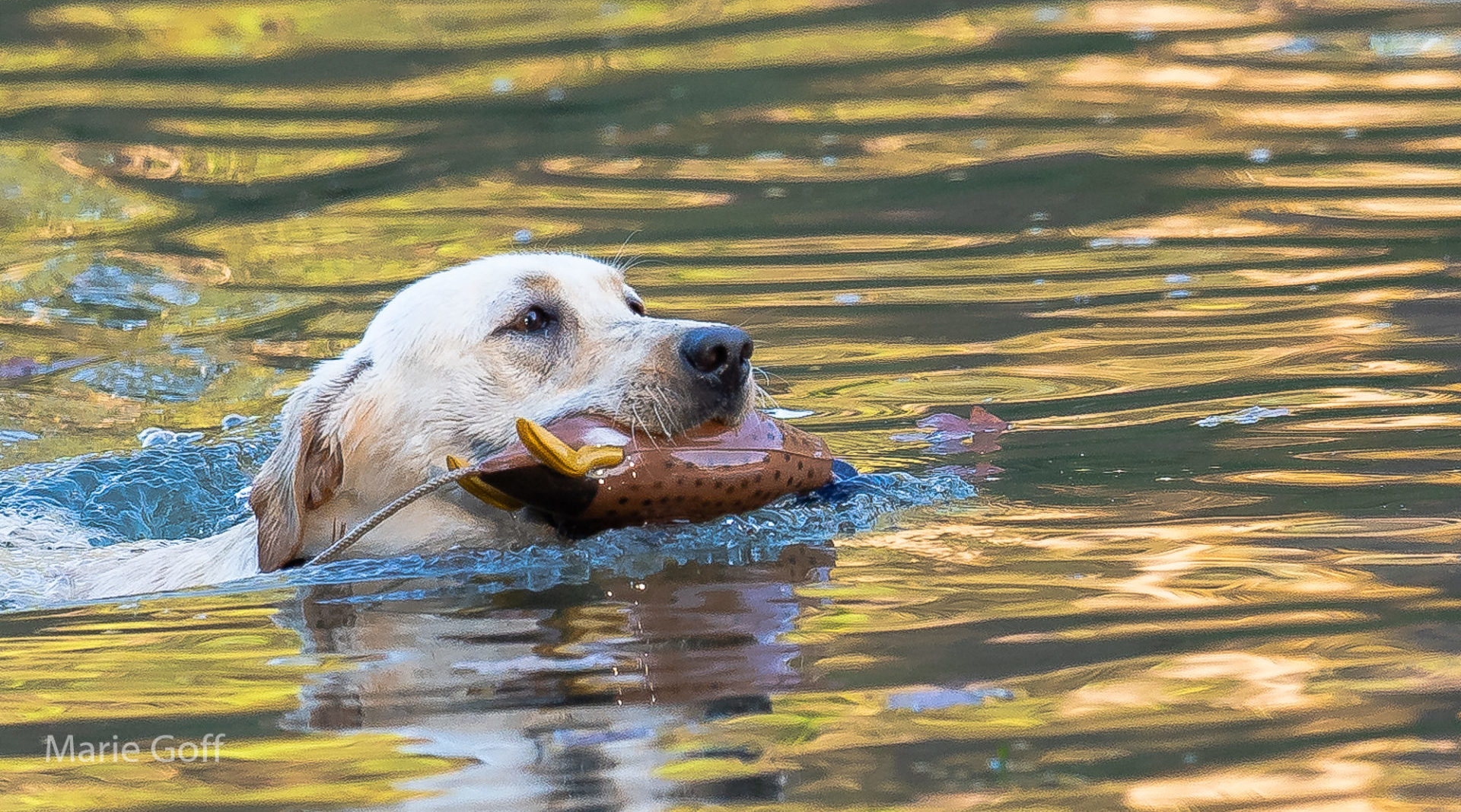 Love for Hunting; Family Values; and the making of a hunting dog