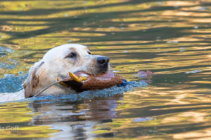 Love for Hunting; Family Values; and the making of a hunting dog