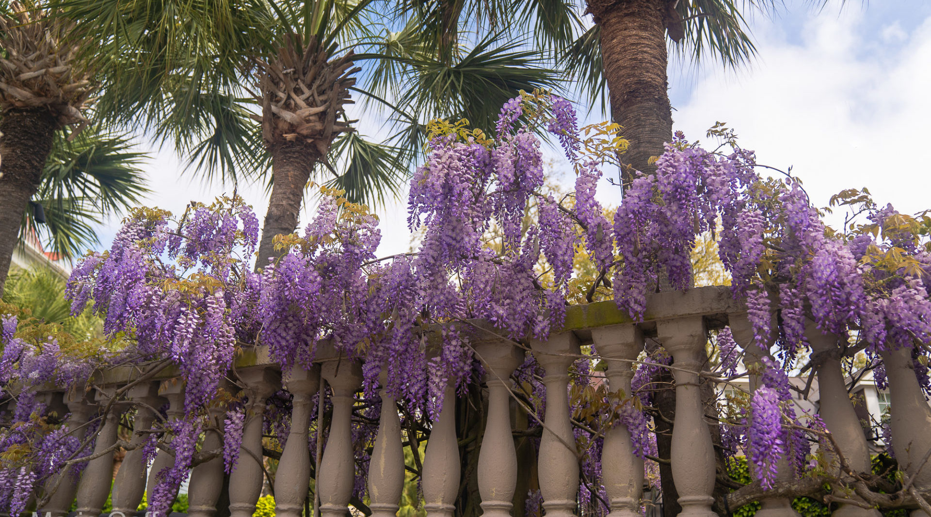 Why People Love to Visit Charleston in the Spring