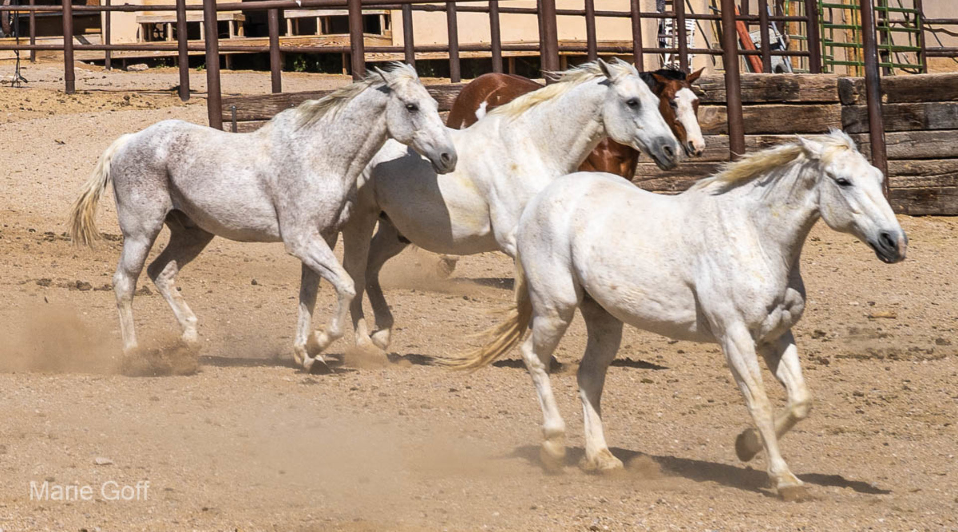 Five Reasons to Love Tanque Verde Ranch for Your Spring Getaway