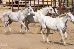 Five Reasons to Love Tanque Verde Ranch for Your Spring Getaway