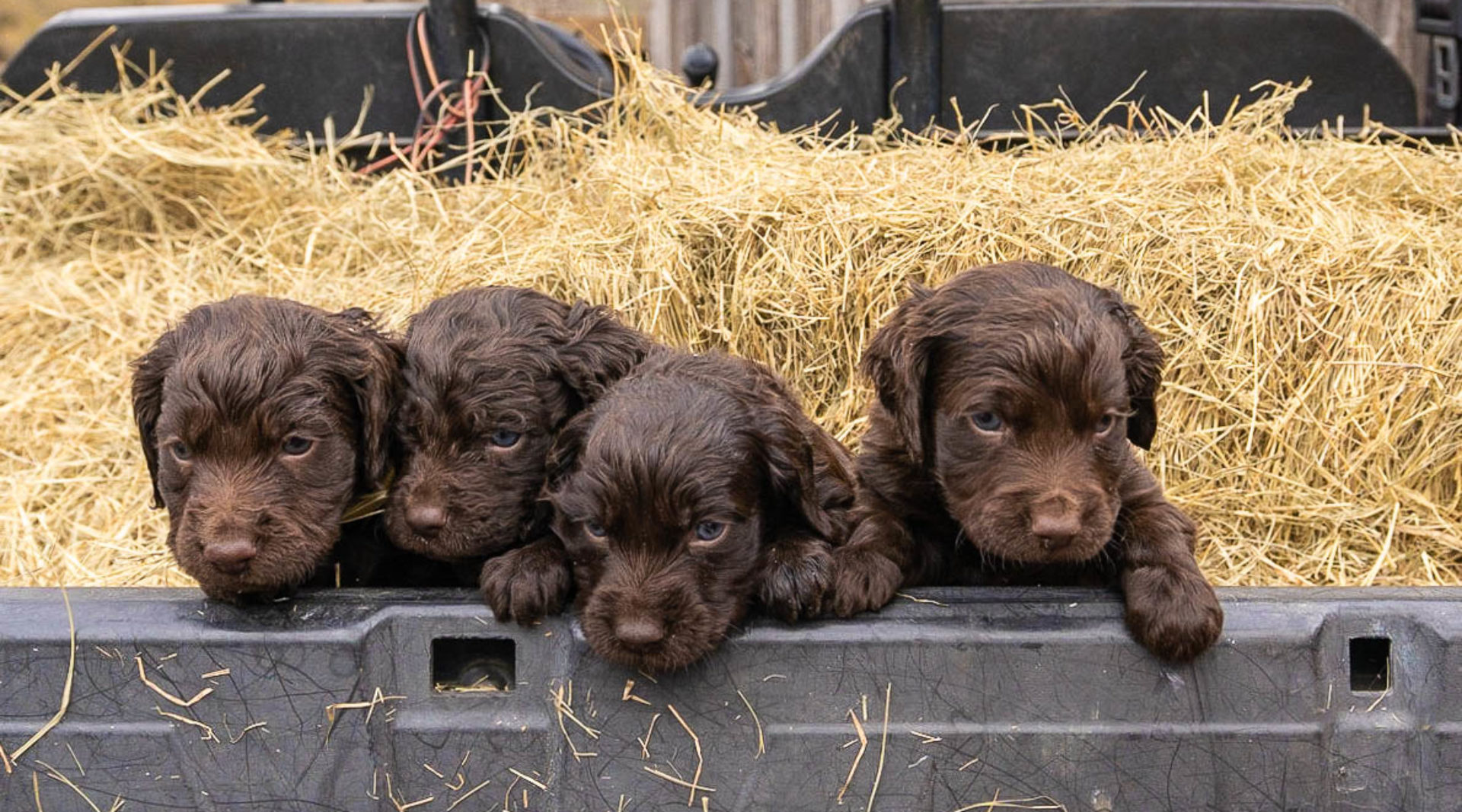 Intelligent Little Gundog Puppies and a Popular Boykin Poster