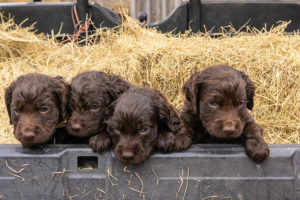 Intelligent Little Gundog Puppies and a Popular Boykin Poster