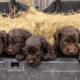 Intelligent Little Gundog Puppies and a Popular Boykin Poster