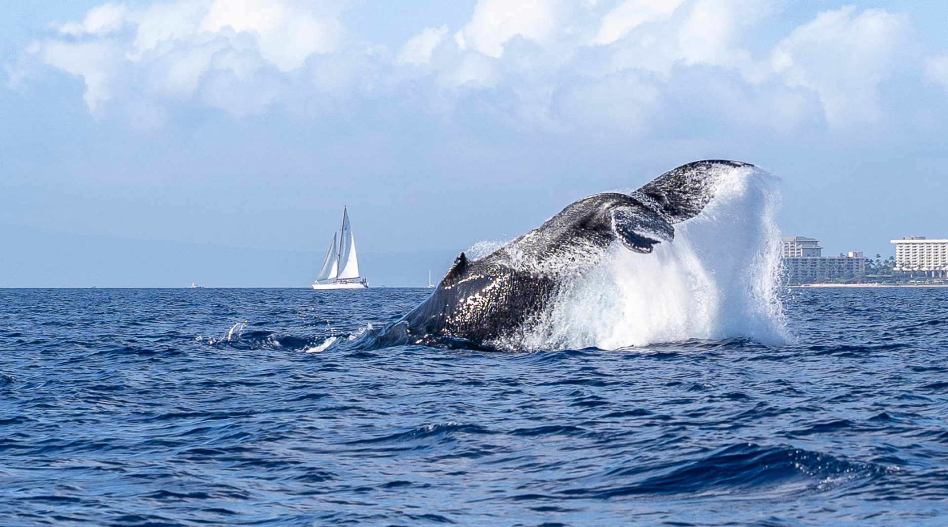 Tradewinds, Whales, and a Compelling Milky Way