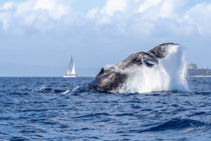 Tradewinds, Whales, and a Compelling Milky Way