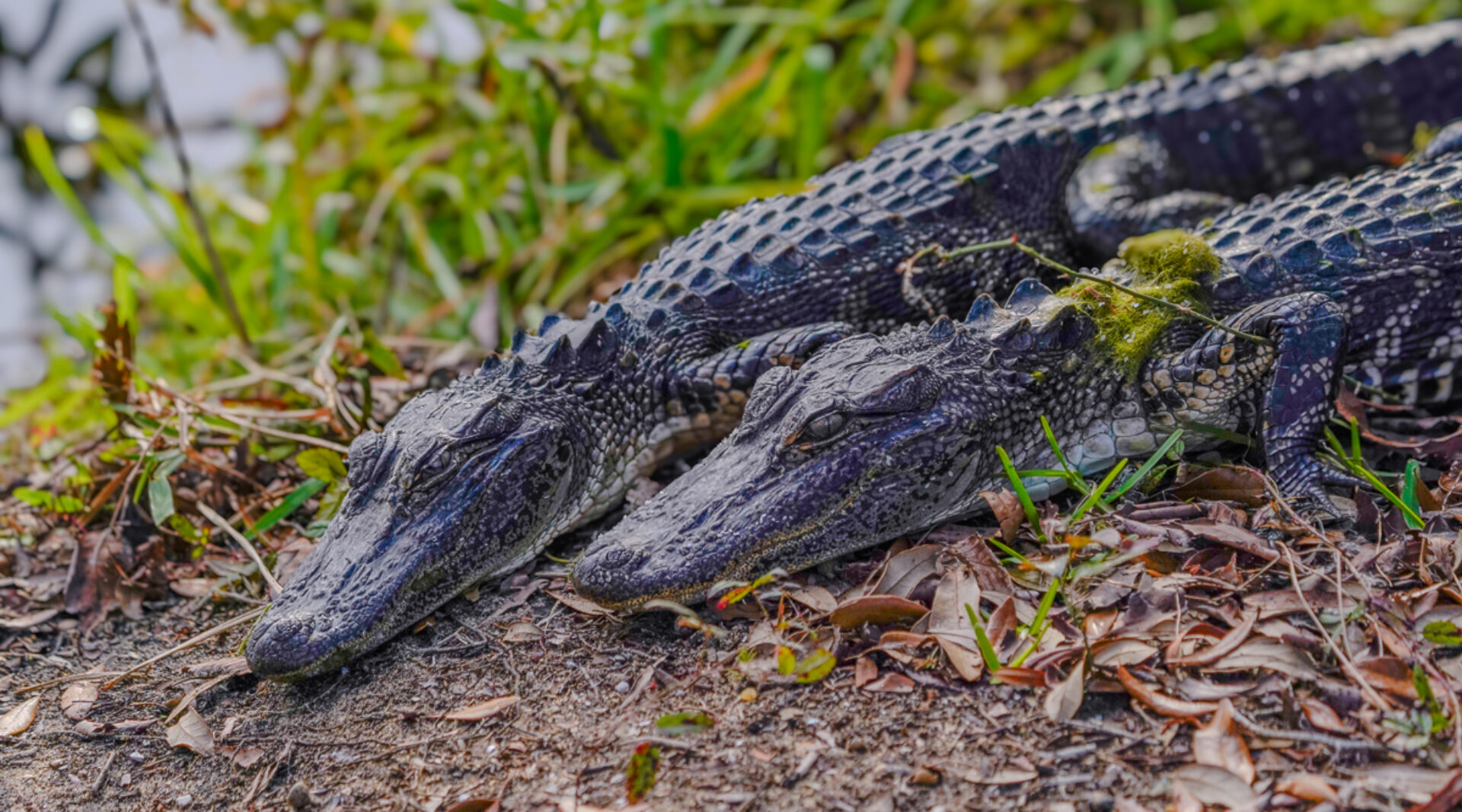 Did You Know That Alligators Love Pink?