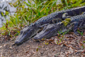 Did You Know That Alligators Love Pink?