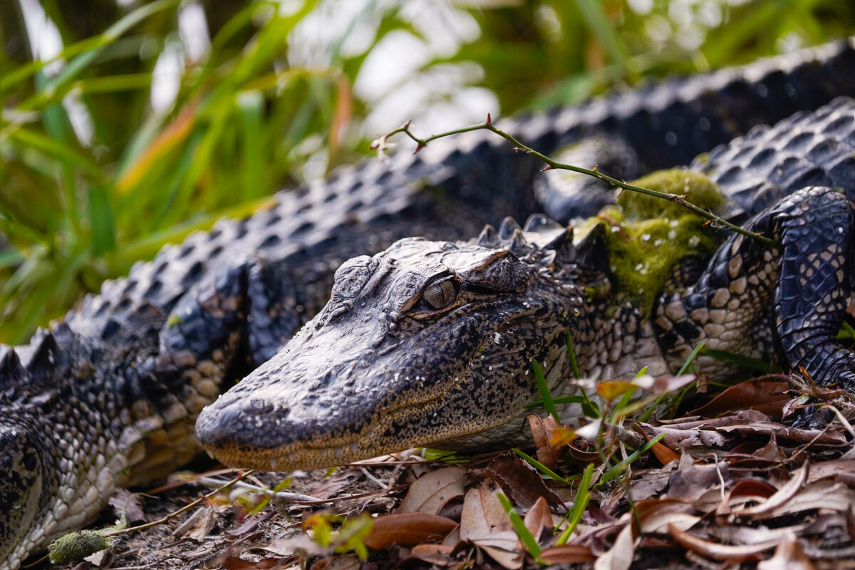 Alligators love pink