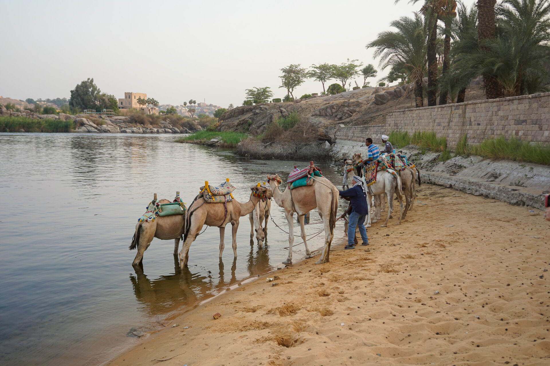 Camel Caravan in Egypt